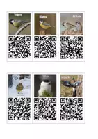 förhandsvisning - FÅGLAR med fågelläten, minikort med QR-koder + faktakort - försättsblad