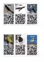 förhandsvisning - FÅGLAR med fågelläten, minikort med QR-koder + faktakort - sida 3