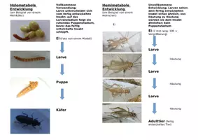Vorschau - Merkblätter - Insekten Entwicklung holometabol hemimetabol - Seite 1