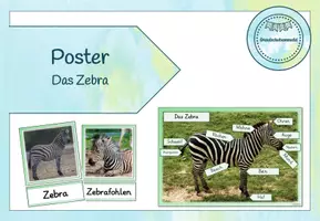 Vorschau - Poster - Miniposter/Tafelmaterial - Zebra - Seite 1