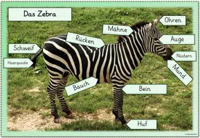 Vorschau - Poster - Miniposter/Tafelmaterial - Zebra - Seite 2