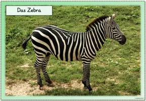 Vorschau - Poster - Miniposter/Tafelmaterial - Zebra - Seite 3