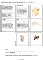 Vorschau - Arbeitsblätter - Die Biene: Metamorphose - Explosionsbox - Seite 3