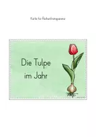 Vorschau - Stundenentwürfe - Tulpenjahr Frühblüher Unterrichtseinheit - Seite 3