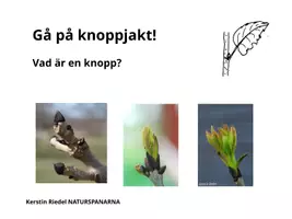 förhandsvisning - Gå på KNOPPJAKT i träden! - sida 1