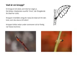 förhandsvisning - Gå på KNOPPJAKT i träden! - sida 2