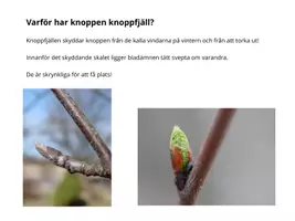 förhandsvisning - Gå på KNOPPJAKT i träden! - sida 3