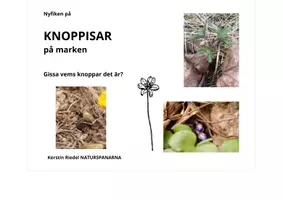 förhandsvisning - Knoppisar på marken! GISSA vems knoppar det är? - sida 1