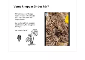 förhandsvisning - Knoppisar på marken! GISSA vems knoppar det är? - sida 3