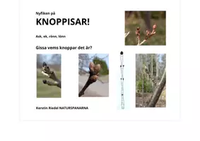 förhandsvisning - KNOPPAR I TRÄDEN: ask, ek, rönn och lönn. GISSA vems knoppar det är! - sida 1