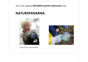 förhandsvisning - KNOPPAR I TRÄDEN: ask, ek, rönn och lönn. GISSA vems knoppar det är! - sida 2