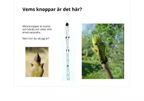 förhandsvisning - KNOPPAR I TRÄDEN: ask, ek, rönn och lönn. GISSA vems knoppar det är! - sida 3