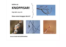 förhandsvisning - KNOPPAR I TRÄDEN: sälg, björk, asp och alm. GISSA vems knoppar det är! - sida 1