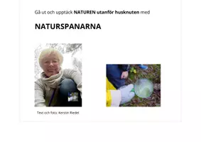 förhandsvisning - KNOPPAR I TRÄDEN: sälg, björk, asp och alm. GISSA vems knoppar det är! - sida 2