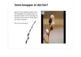 förhandsvisning - KNOPPAR I TRÄDEN: sälg, björk, asp och alm. GISSA vems knoppar det är! - sida 3