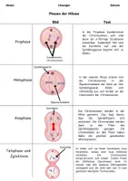 Vorschau - Arbeitsblätter - Mitose: Sortier- und Modellieraufgabe - Seite 3