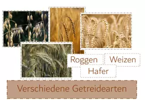 Vorschau - Unterrichtsreihen - Vom Korn zum Brot Materialpaket - Seite 1