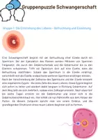 Vorschau - Merkblätter - Gruppenpuzzle Schwangerschaft - Seite 1