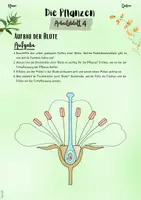 Vorschau - Unterrichtsreihen - Pflanzen | Botanik: Pflanzenaufbau – Der Aufbau der Blüte (5. & 6. Klasse, Nawi und Biologie) - Seite 3