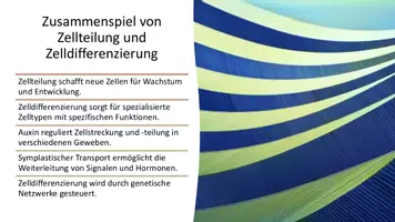 Vorschau - Präsentationen/Tafelbilder - Pflanzenentwicklung: Zusammenspiel von Zellteilung, Zelldifferenzierung und Morphogenese - Seite 2