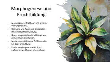 Vorschau - Präsentationen/Tafelbilder - Pflanzenentwicklung: Zusammenspiel von Zellteilung, Zelldifferenzierung und Morphogenese - Seite 3