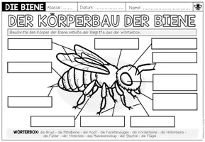 Vorschau - Arbeitsblätter - DIE BIENE - Der Körperbau der Biene (Arbeitsblatt) - Seite 1