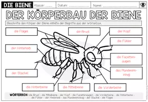 Vorschau - Arbeitsblätter - DIE BIENE - Der Körperbau der Biene (Arbeitsblatt) - Seite 2
