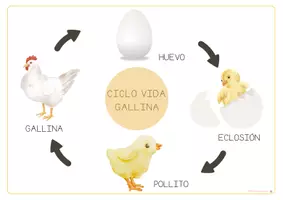 Vista previa - Refuerzo / NEE / Materiales de apoyo - CICLOS DE VIDA: La gallina. - página 3
