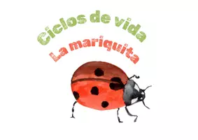 Vista previa - Tarjetas / Manipulativos - CICLOS DE VIDA: La mariquita. - página 1