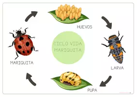 Vista previa - Tarjetas / Manipulativos - CICLOS DE VIDA: La mariquita. - página 3