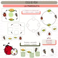Vista previa - Tarjetas / Manipulativos - CICLOS DE VIDA: La mariquita. - Portada