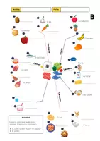 Vorschau - Arbeitsblätter - Juego los alimentos Spiel - Seite 2