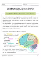 Vorschau - Unterrichtsreihen - Der menschliche Körper - Das Gehirn - Seite 1