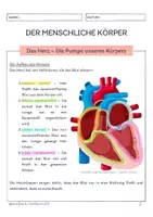 Vorschau - Unterrichtsreihen - Der menschliche Körper - Das Herz - Seite 2
