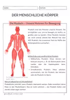 Vorschau - Unterrichtsreihen - Der menschliche Körper - Die Muskeln - Seite 1