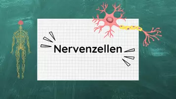 Vorschau - Stundenentwürfe - PPT & Stundenentwurf Nervenzelle - Teil 4 - Nervenwelt - Seite 2
