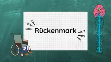 Vorschau - Stundenentwürfe - PPT & Stundenentwurf Rückenmark - Teil 5 - Nervenwelt - Seite 2