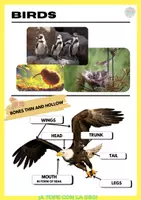 Vista previa - Unidades / Secuencias / Situaciones de Aprendizaje - 1 ESO BIOLOGY VERTEBRATES - página 2