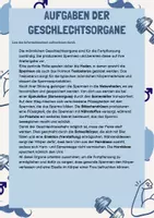 Vorschau - Arbeitsblätter - Geschlechtsorgane des Mannes / Pubertät - Arbeitsblätter mit Lösungen - Seite 3