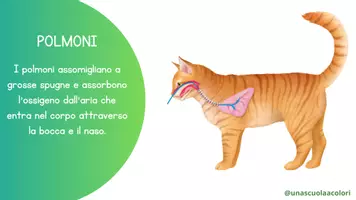 anteprima - Presentazioni / Lavagne - Respirazione animali - Pagina 3