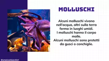 anteprima - Presentazioni / Lavagne - Invertebrati - Pagina 2