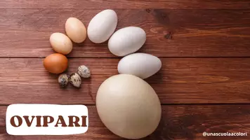 anteprima - Presentazioni / Lavagne - COME SI RIPRODUCONO GLI ANIMALI? - Pagina 3