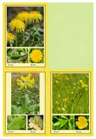 Vorschau - Text - Bestimmungskartei - Blumen und Gräser am Wegesrand - Seite 2