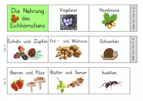 Vorschau - Arbeitsblätter - Nahrung des Eichhörnchens - Leporello - Seite 2