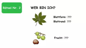 Vorschau - Quiz - Quiz Laubbäume & Nadelbäume mit Lösung - Seite 2