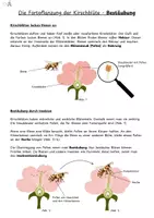 Vorschau - Arbeitsblätter - Blütenpflanzen_Bestäubung_Befruchtung_Kirschblüte_NaWi - Seite 3