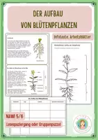 Vorschau - Arbeitsblätter - Aufbau der Blütenpflanzen - Lesespaziergang - Gruppenpuzzel - Deckblatt