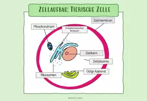 Vorschau - Arbeitsblätter - LERNTHEKE: MIKROORGANISMEN (+Rätsel + Quiz) - Seite 2