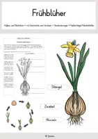 Vorschau - Arbeitsblätter - Aufbau und Wachstum eines Frühblühers I Einführung mit Geschichte - Deckblatt