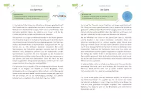 Vorschau - Arbeitsblätter - Spermien und Eizellen | Keimzellen | Partnerpuzzle - Seite 2
